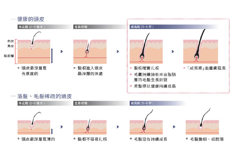 健康毛髮長的關鍵在於頭皮最深層 專業頭皮養護